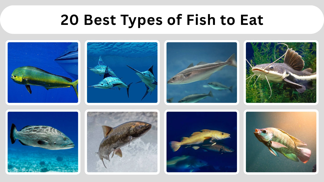 20 Best Types of Fish to Eat Habitat, Benefits, ID with Pictures