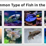 25 Common Type of Fish in the Ocean Size, Diet, ID with Pictures