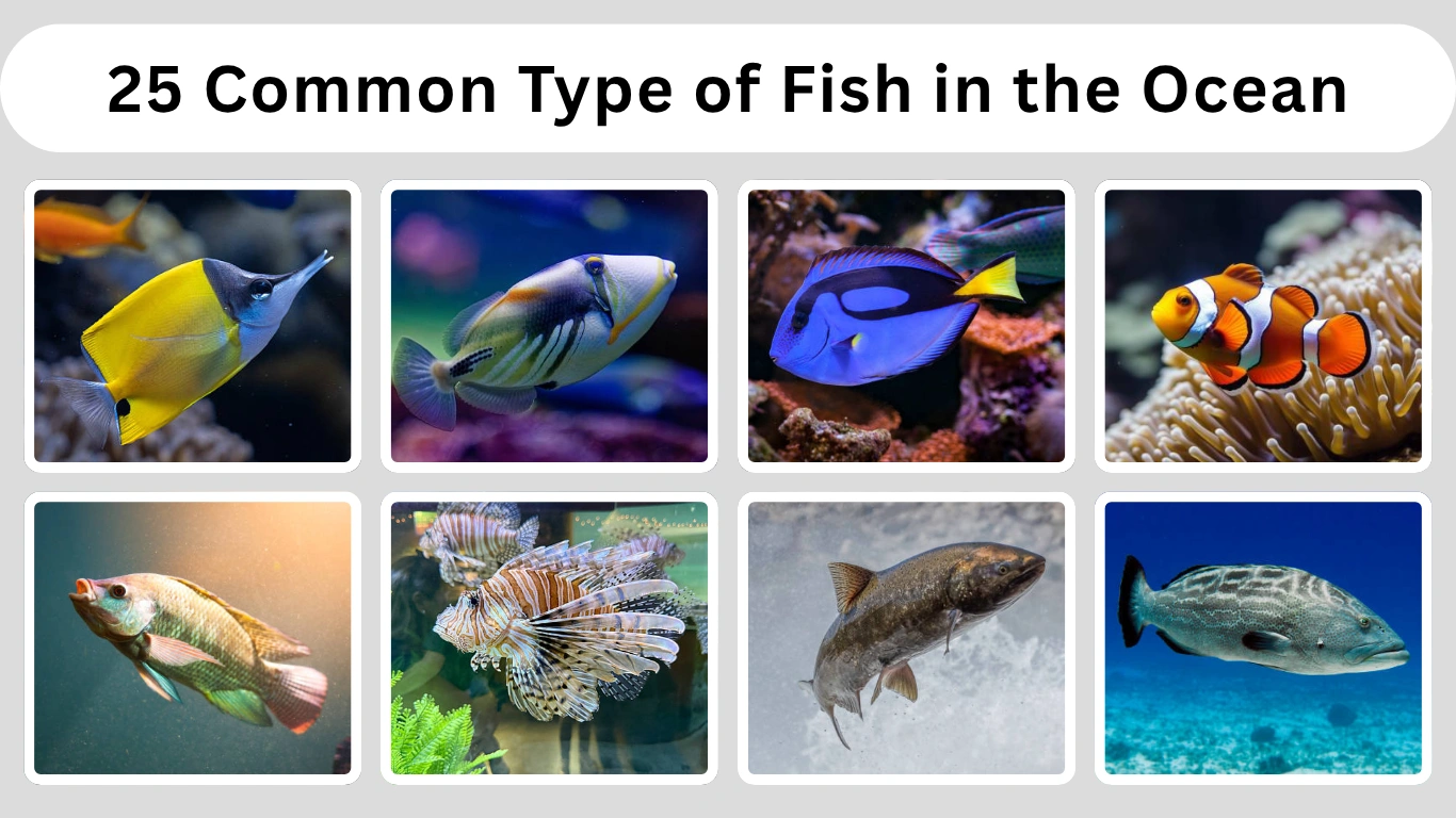 25 Common Type of Fish in the Ocean Size, Diet, ID with Pictures