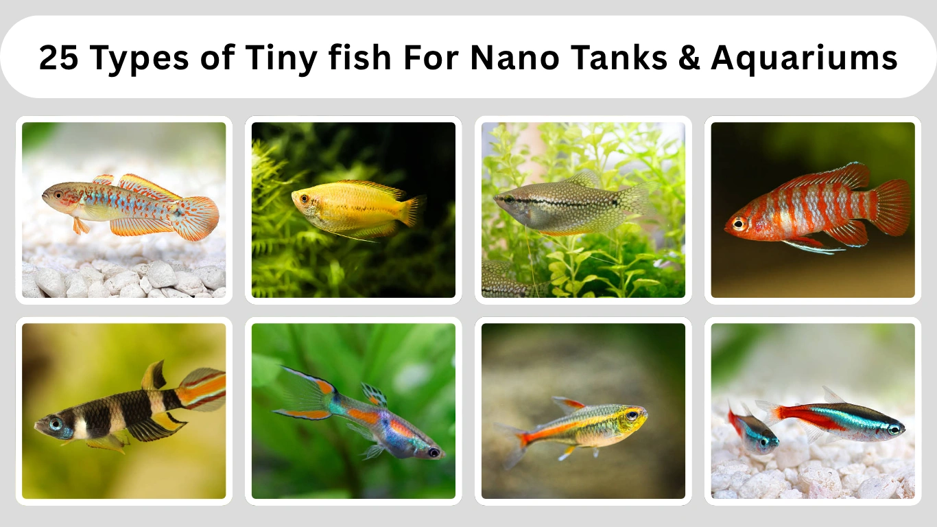 25 Types of Tiny fish For Nano Tanks & Aquariums (ID & Picture)