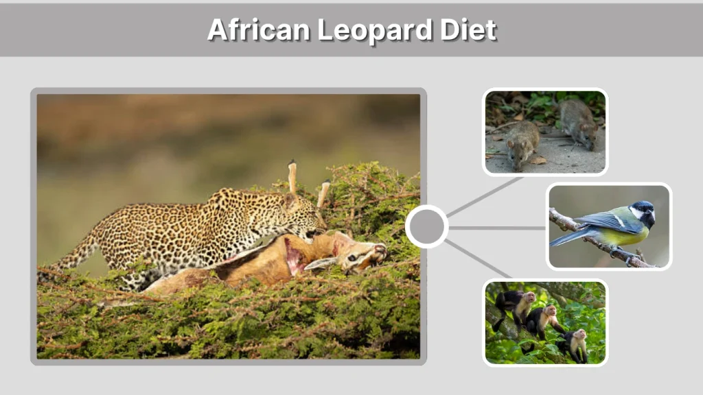 African Leopard Diet