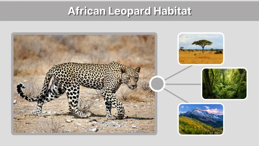 African Leopard Habitat