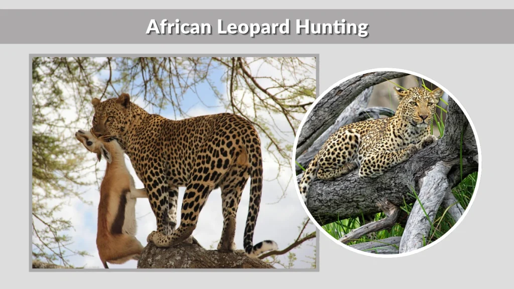 African Leopard Hunting