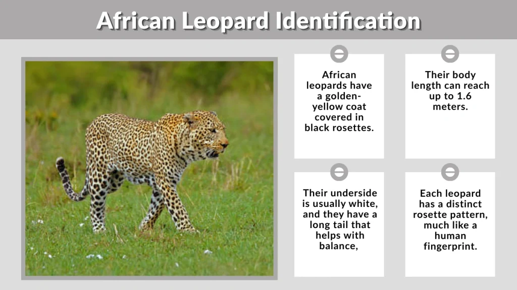 African Leopard Identification