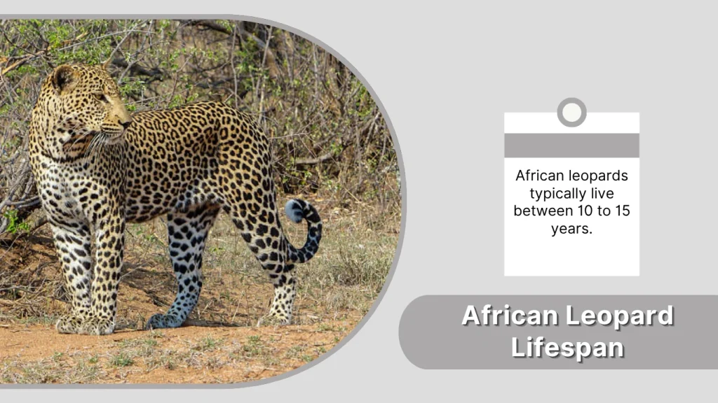 African Leopard Lifespan