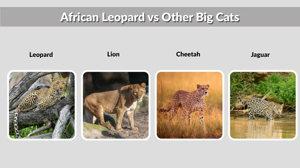 African Leopard vs Other Big Cats