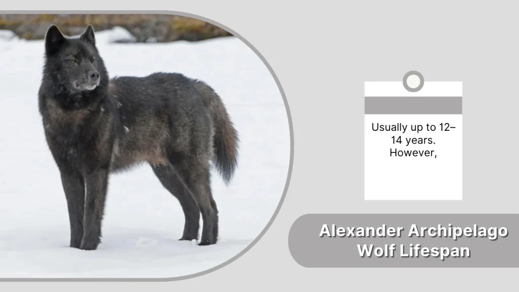 Alexander Archipelago Wolf Lifespan