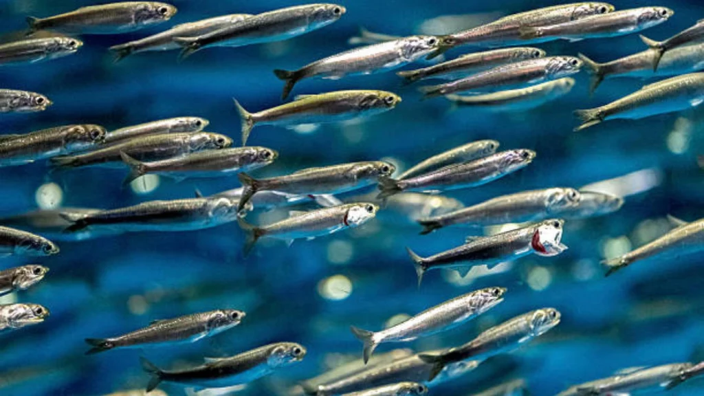 Anchovies