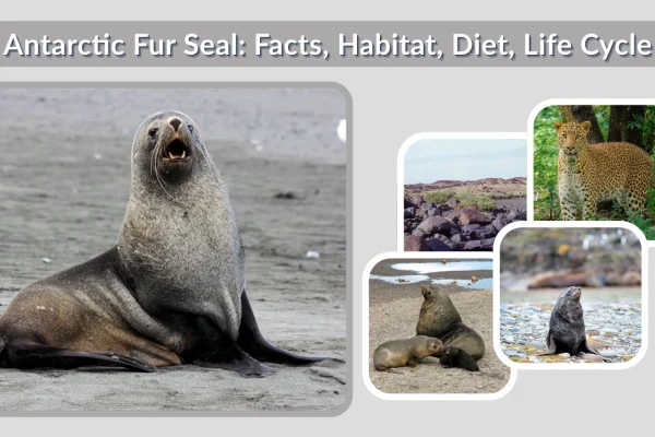 Antarctic Fur Seal Facts, Habitat, Diet, Life Cycle & Lifespan