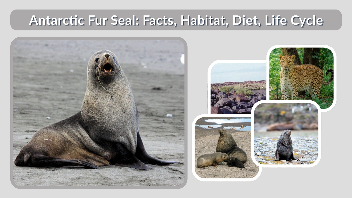 Antarctic Fur Seal Facts, Habitat, Diet, Life Cycle & Lifespan