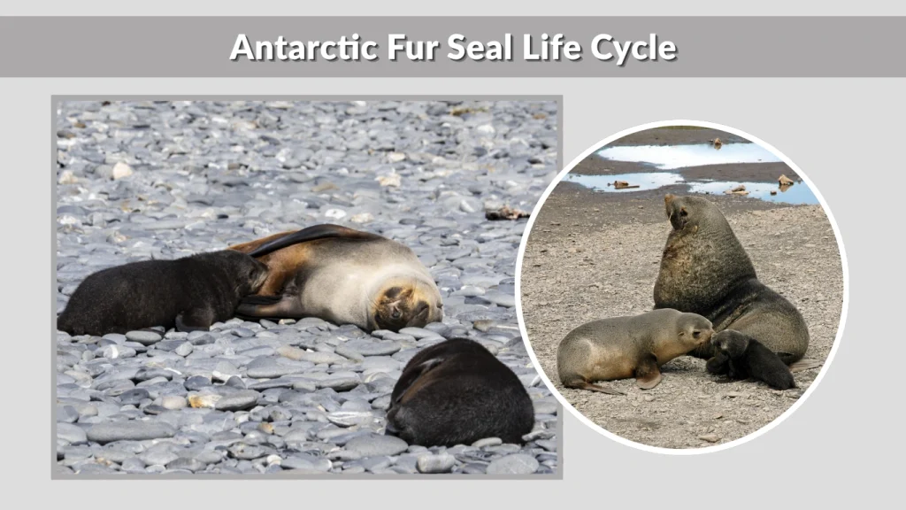 Antarctic Fur Seal Life Cycle