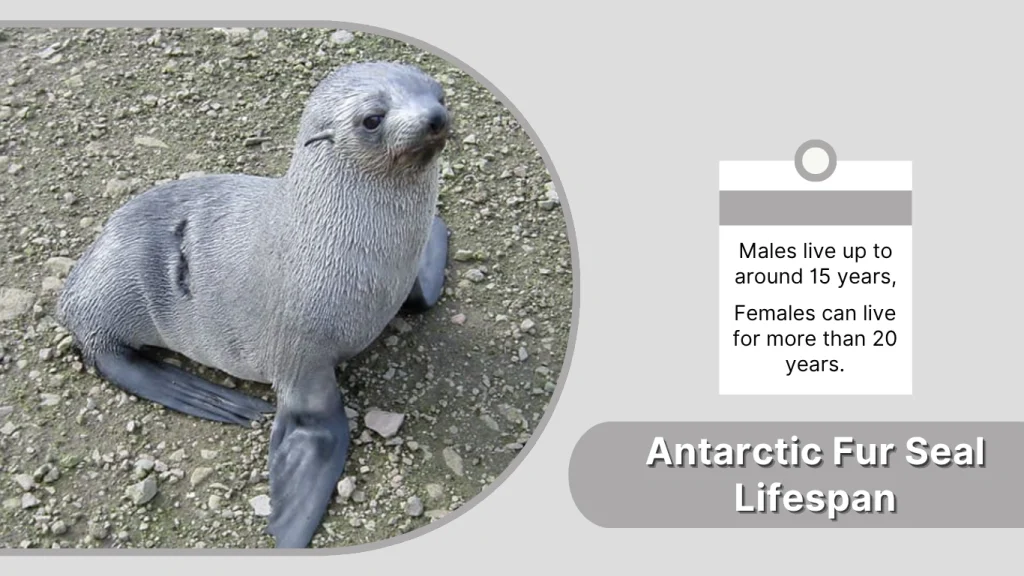 Antarctic Fur Seal Lifespan