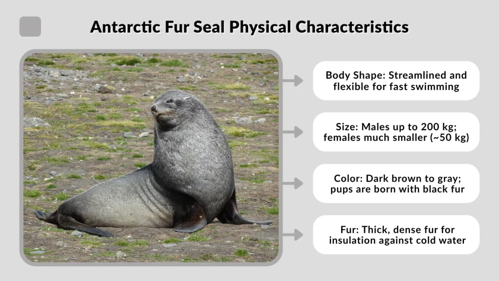 Antarctic Fur Seal Physical Characteristics