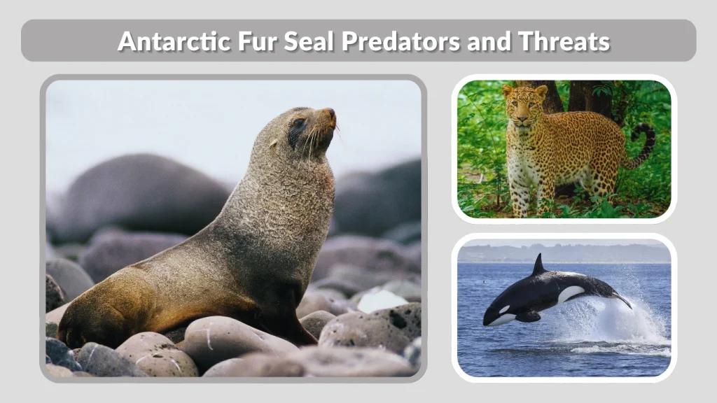 Antarctic Fur Seal Predators and Threats
