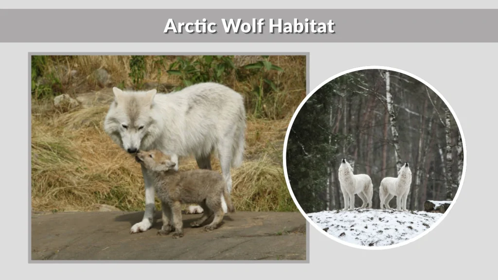 Arctic Wolf Habitat