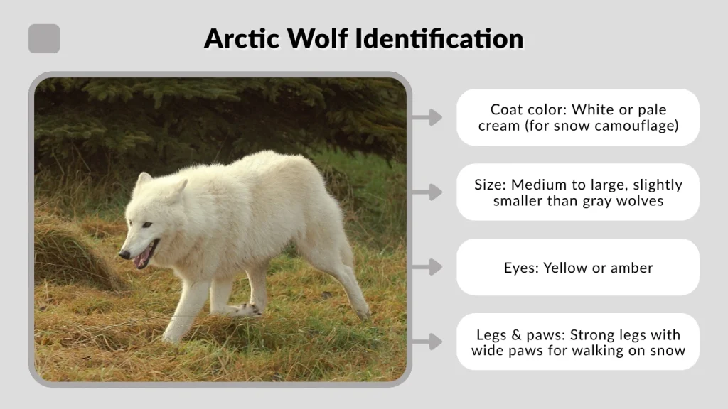 Arctic Wolf Identification