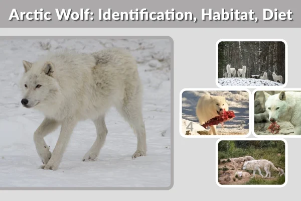 Arctic Wolf Identification, Habitat, Diet and Amazing Facts