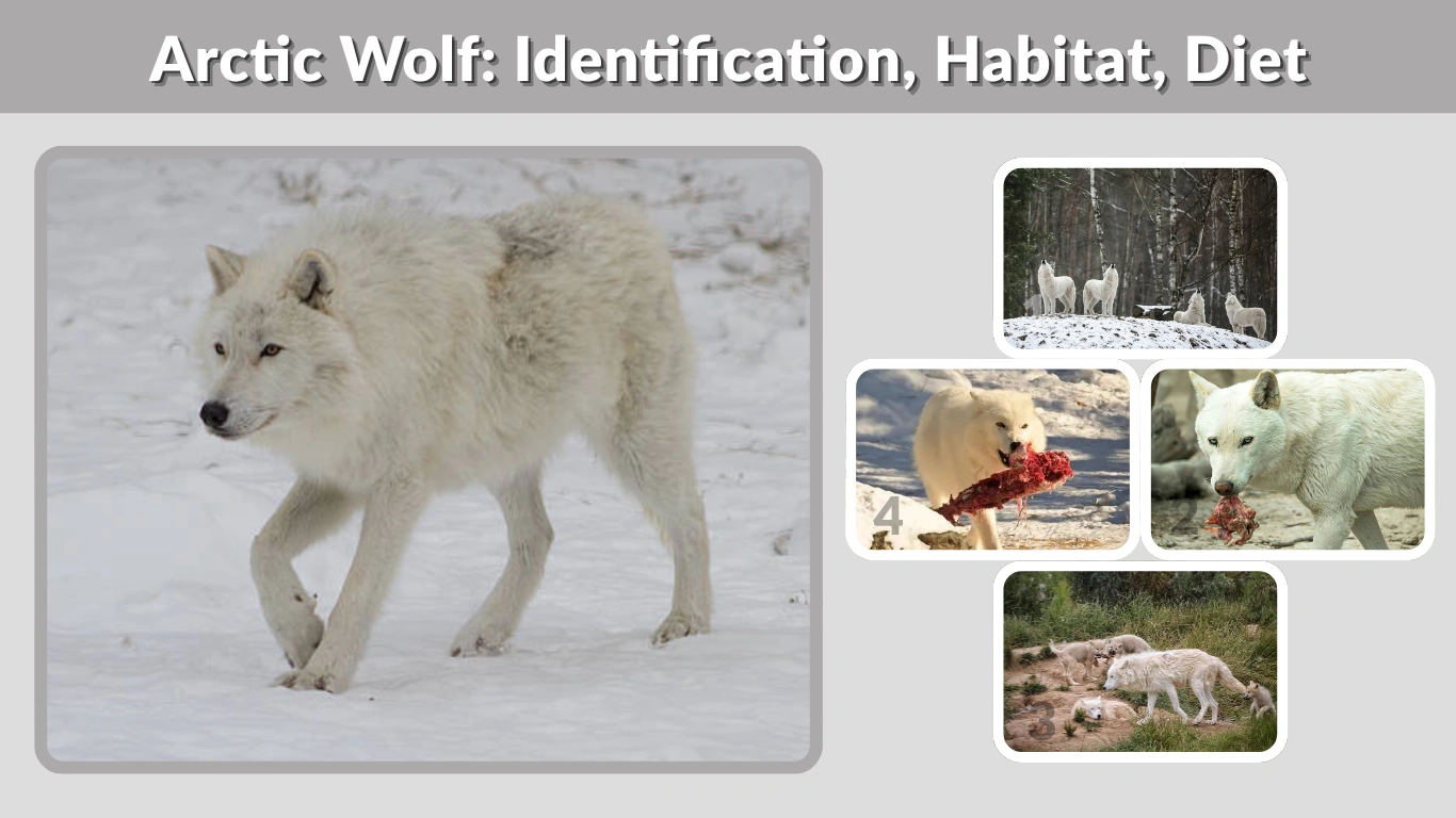 Arctic Wolf: Identification, Habitat, Diet and Amazing Facts