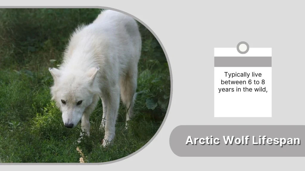 Arctic Wolf Lifespan