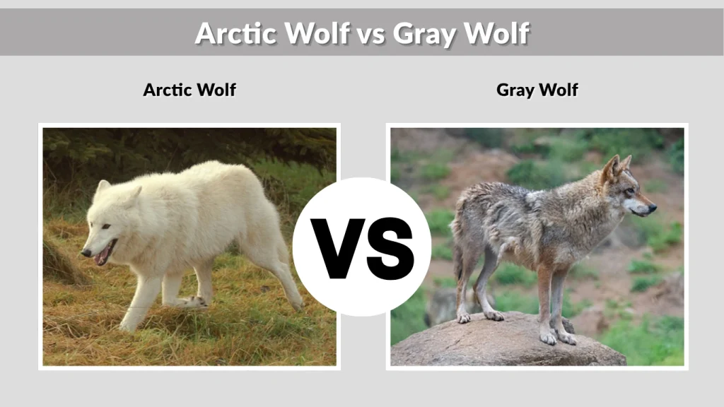 Arctic Wolf vs Gray Wolf