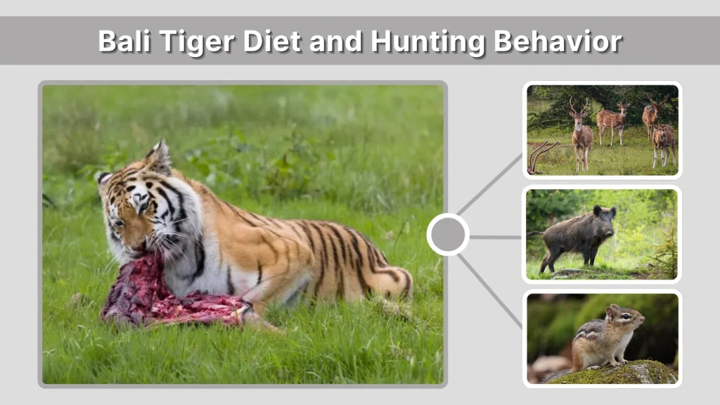 Bali Tiger Diet and Hunting Behavior