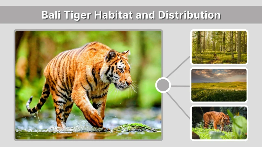 Bali Tiger Habitat and Distribution