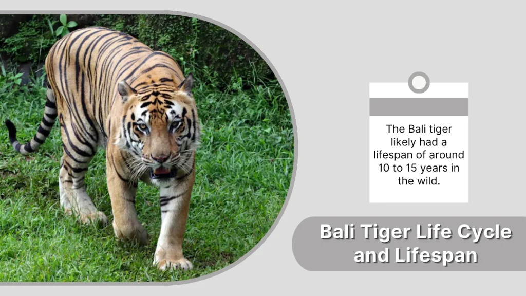 Bali Tiger Life Cycle and Lifespan