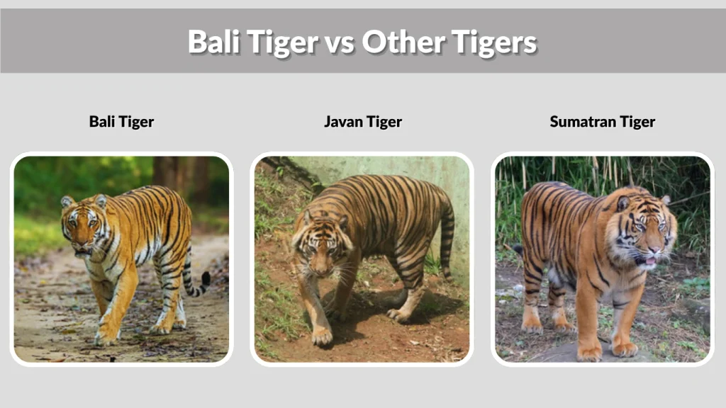 Bali Tiger vs Other Tigers