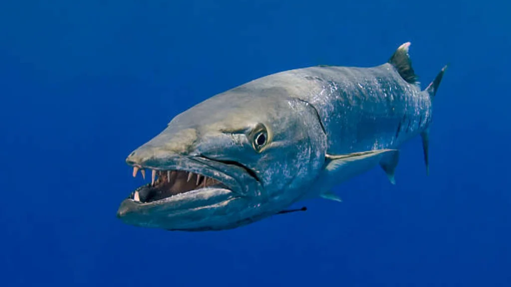 Barracuda