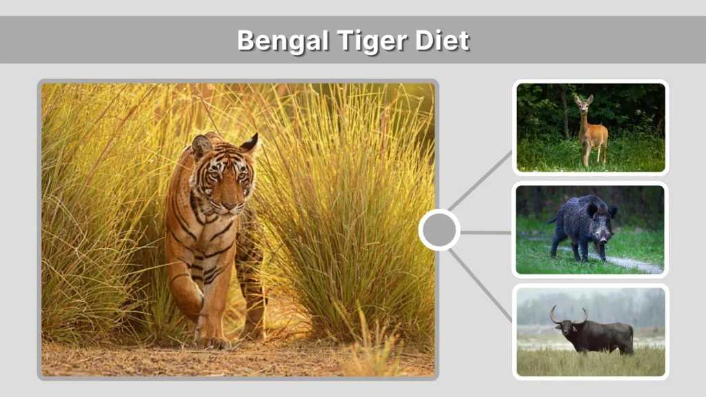 Bengal Tiger Diet