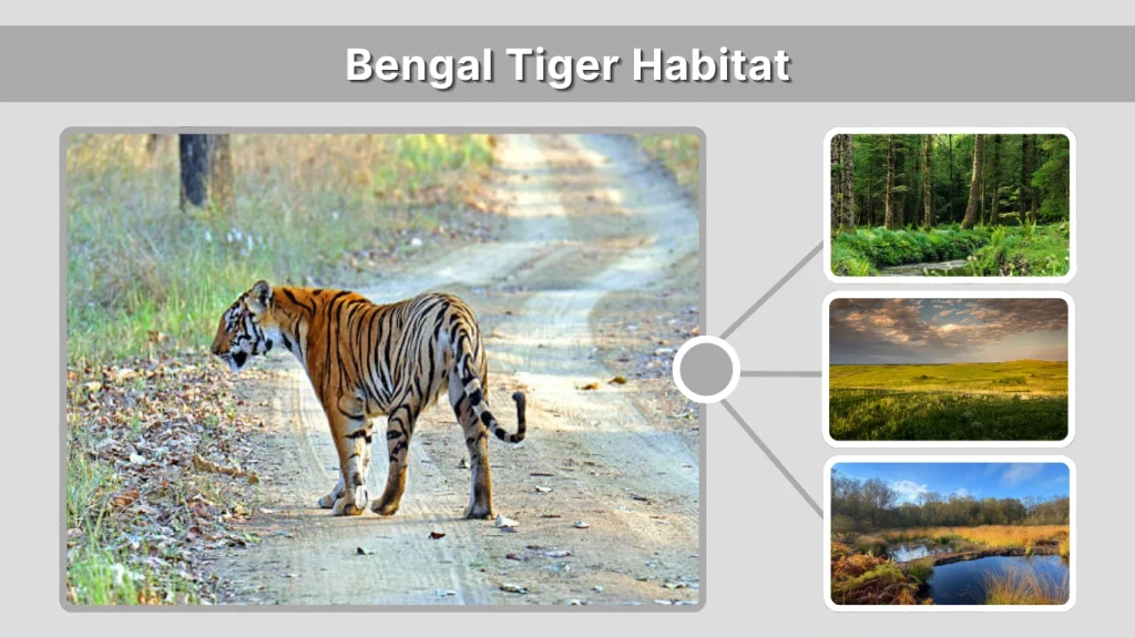 Bengal Tiger Habitat
