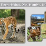 Bengal Tiger Habitat, Diet, Hunting, Life Cycle & Facts