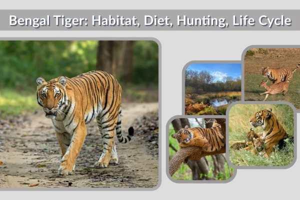 Bengal Tiger Habitat, Diet, Hunting, Life Cycle & Facts