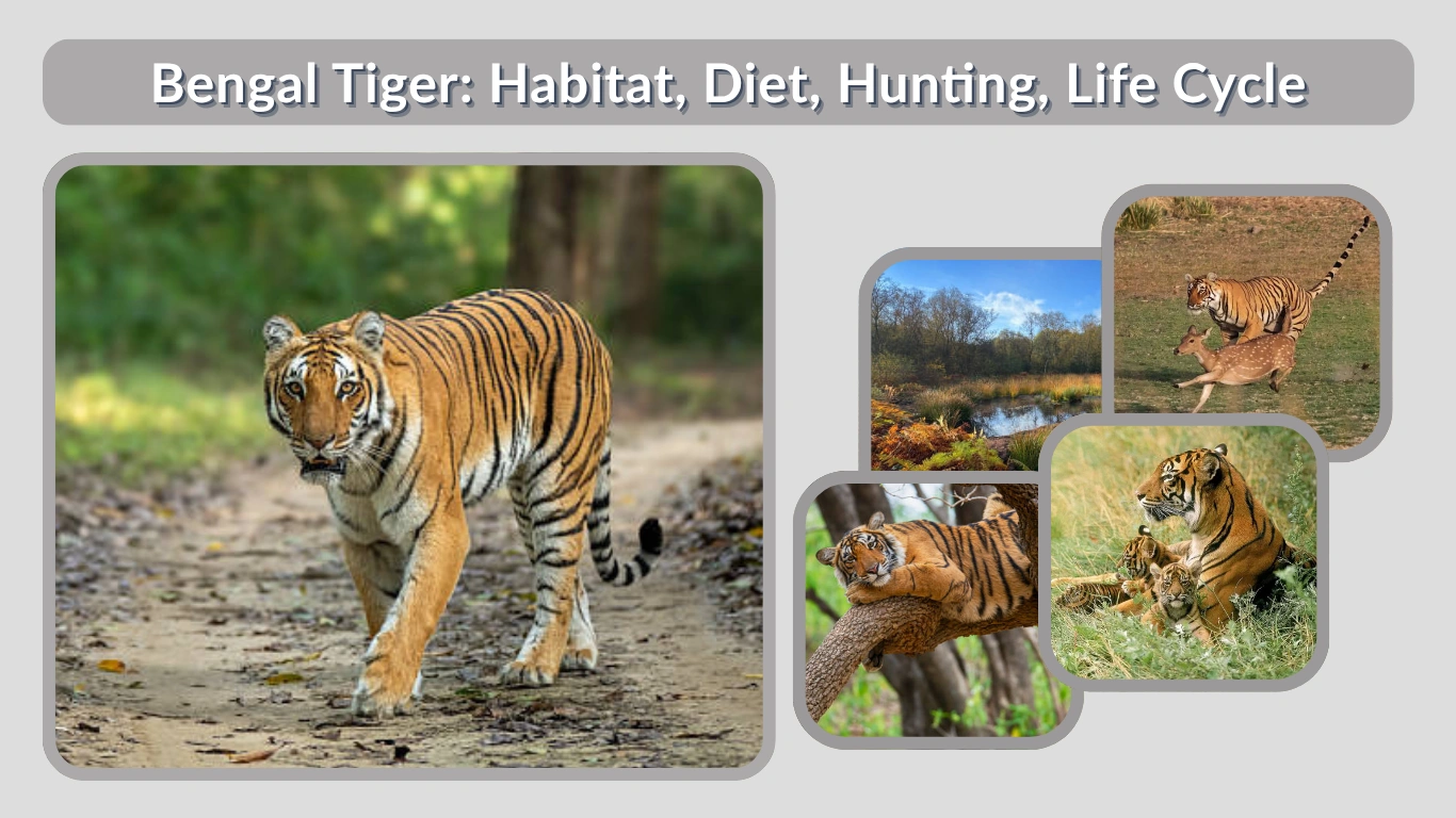 Bengal Tiger Habitat, Diet, Hunting, Life Cycle & Facts