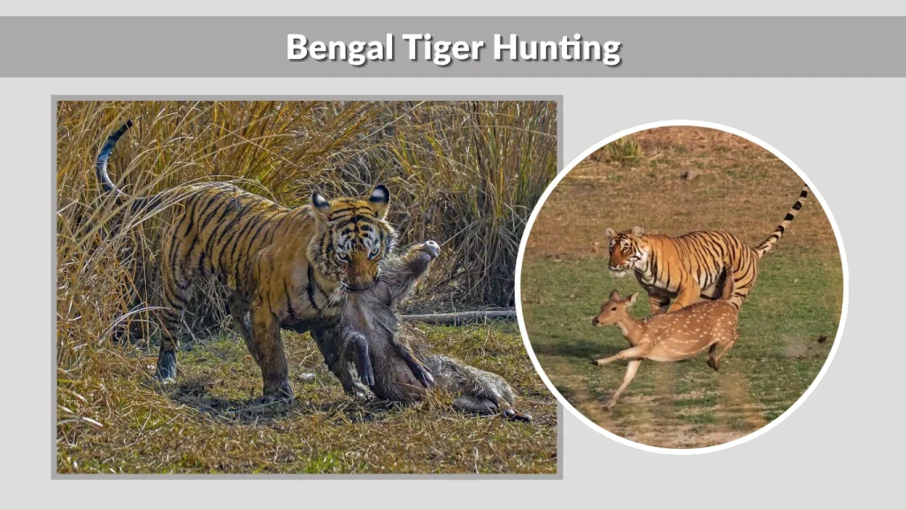 Bengal Tiger Hunting