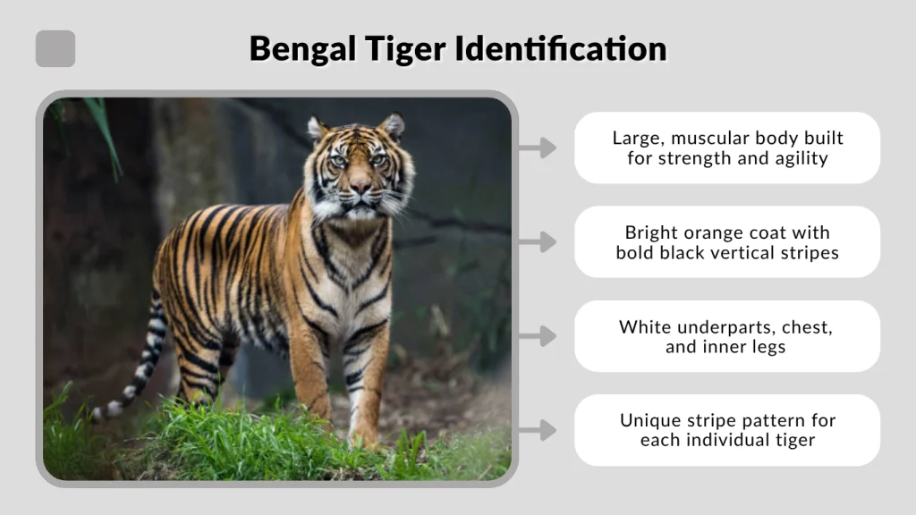 Bengal Tiger Identification