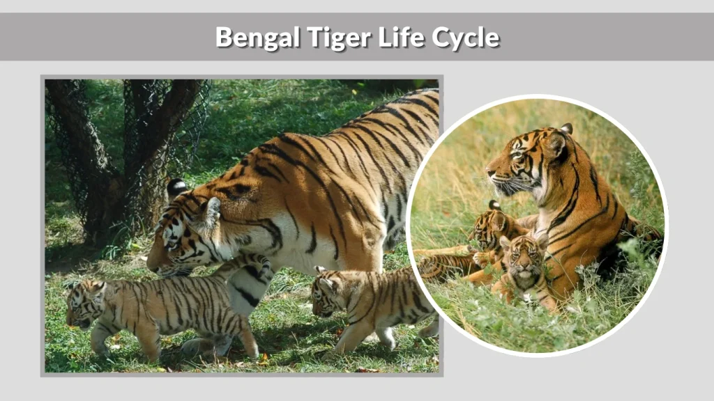 Bengal Tiger Life Cycle