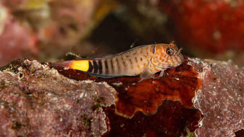 Blenny