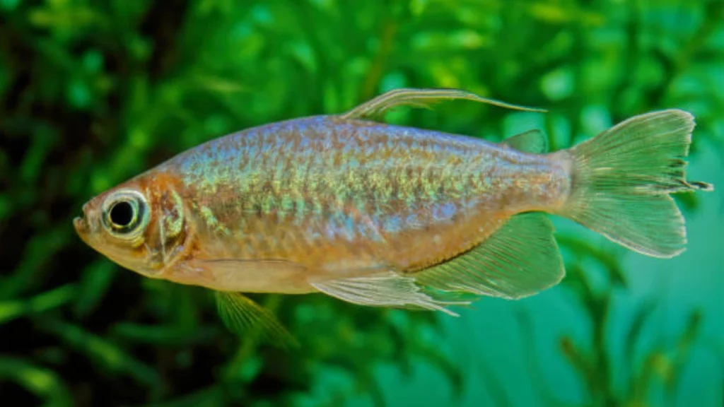 Blue-Eyed Rainbowfish 