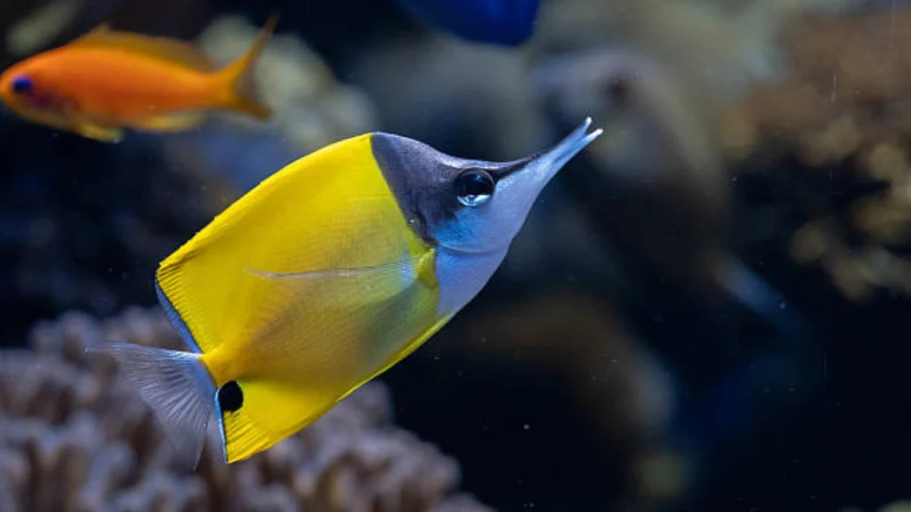 Butterflyfish