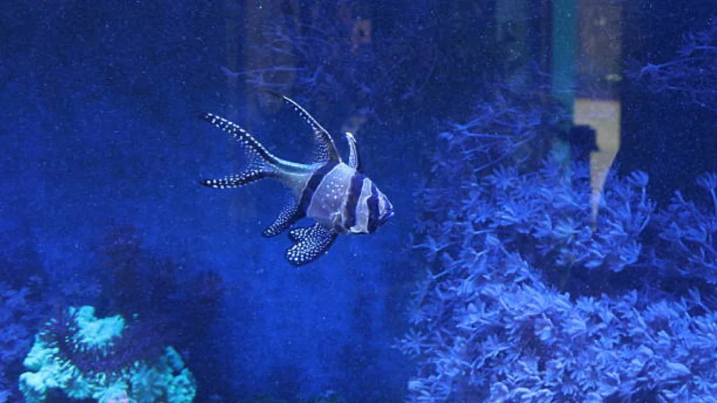 Cardinalfish