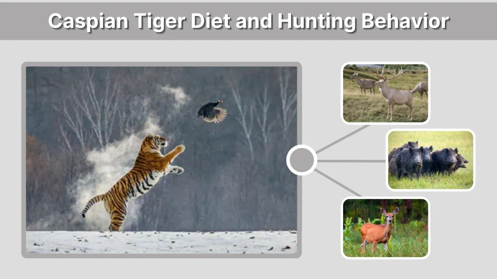 Caspian Tiger Diet and Hunting Behavior