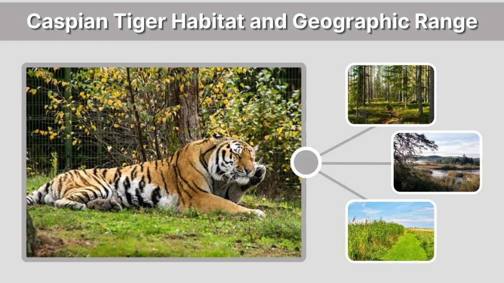 Caspian Tiger Habitat and Geographic Range
