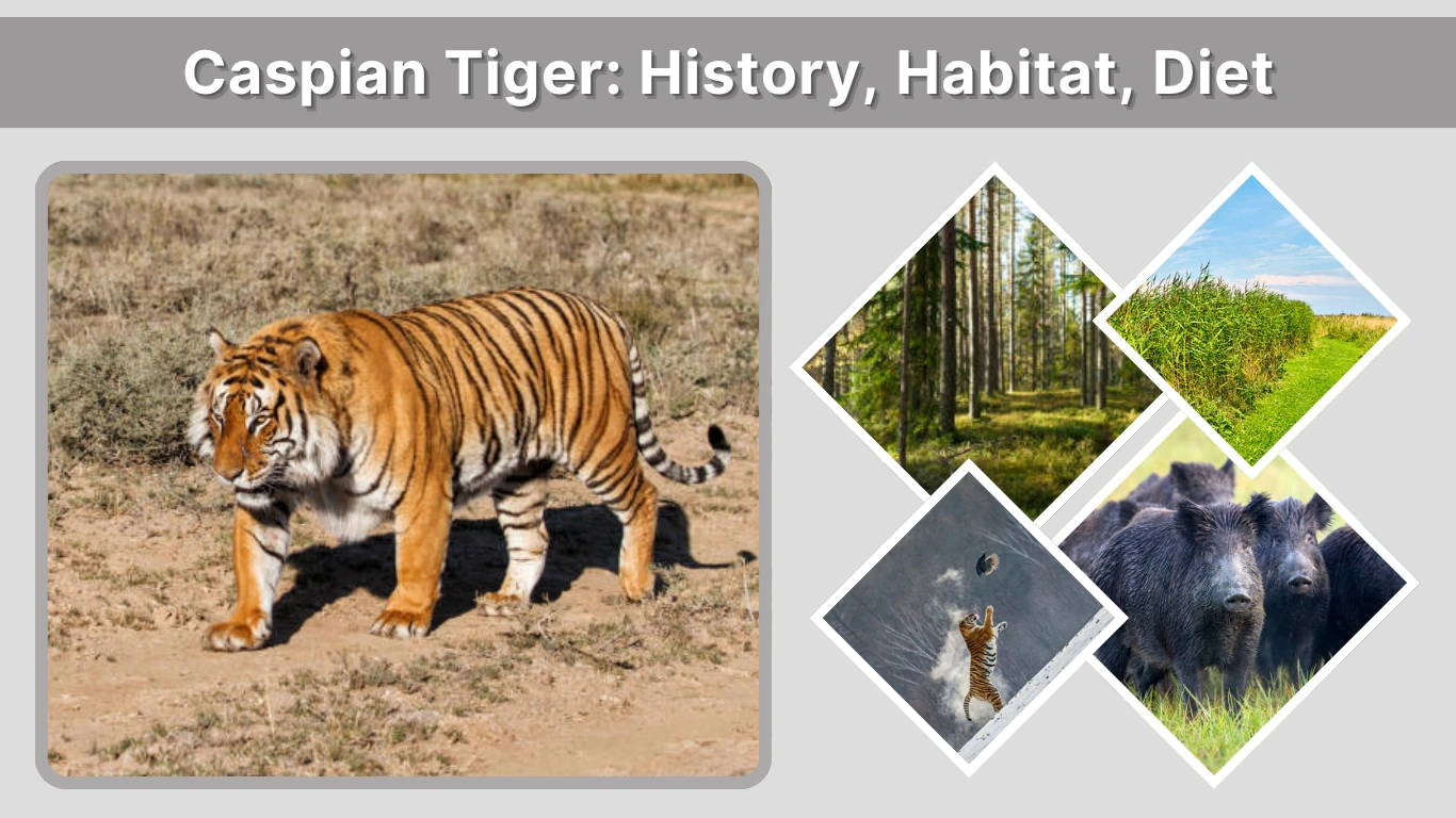 Caspian Tiger History, Habitat, Diet and Extinction Facts