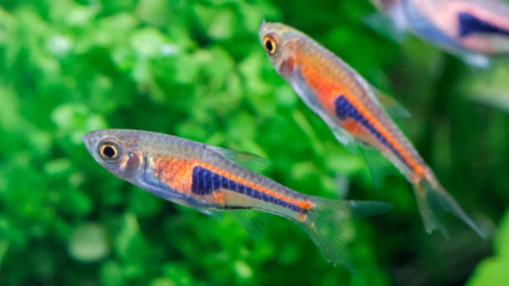 Chili Rasbora