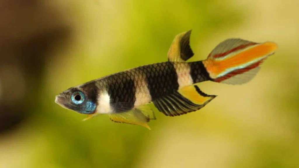 Clown Killifish