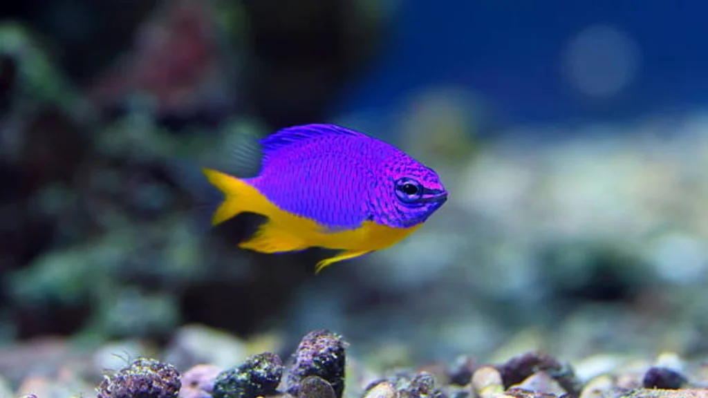 Damselfish