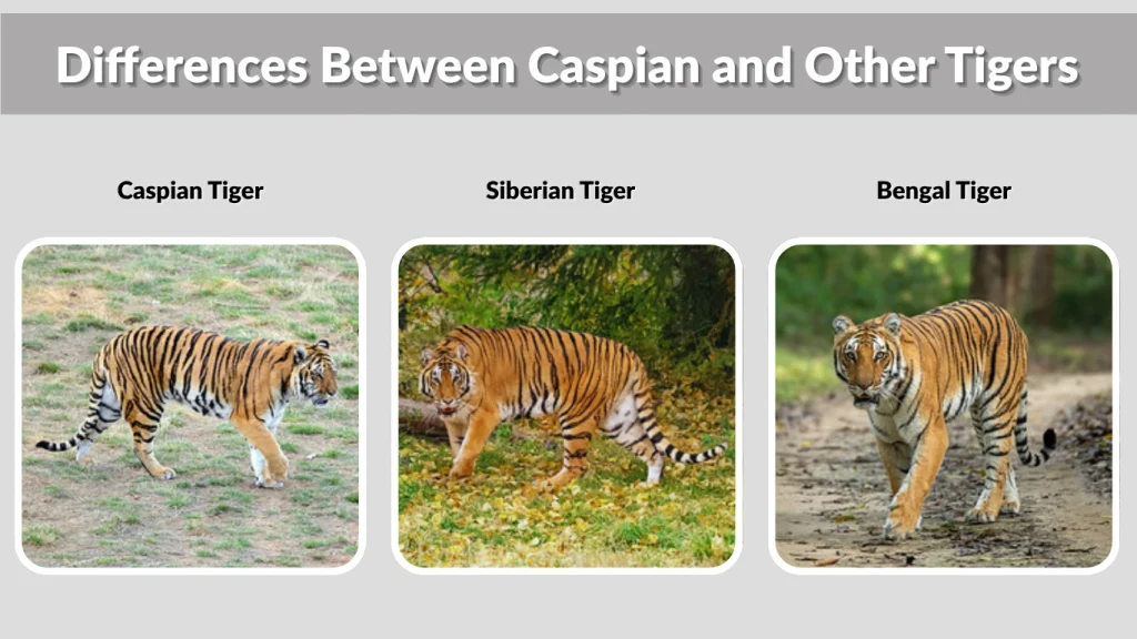 Differences Between Caspian and Other Tigers