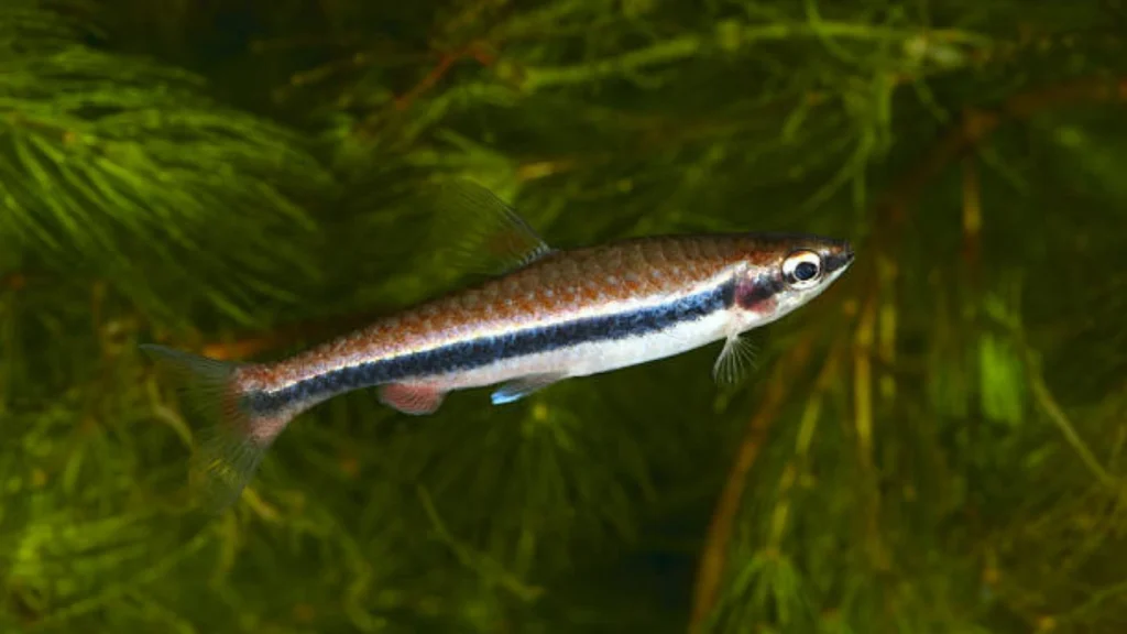 Dwarf Pencilfish