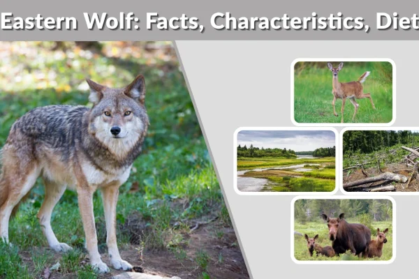 Eastern Wolf Facts, Characteristics, Diet, Habitat and Survival